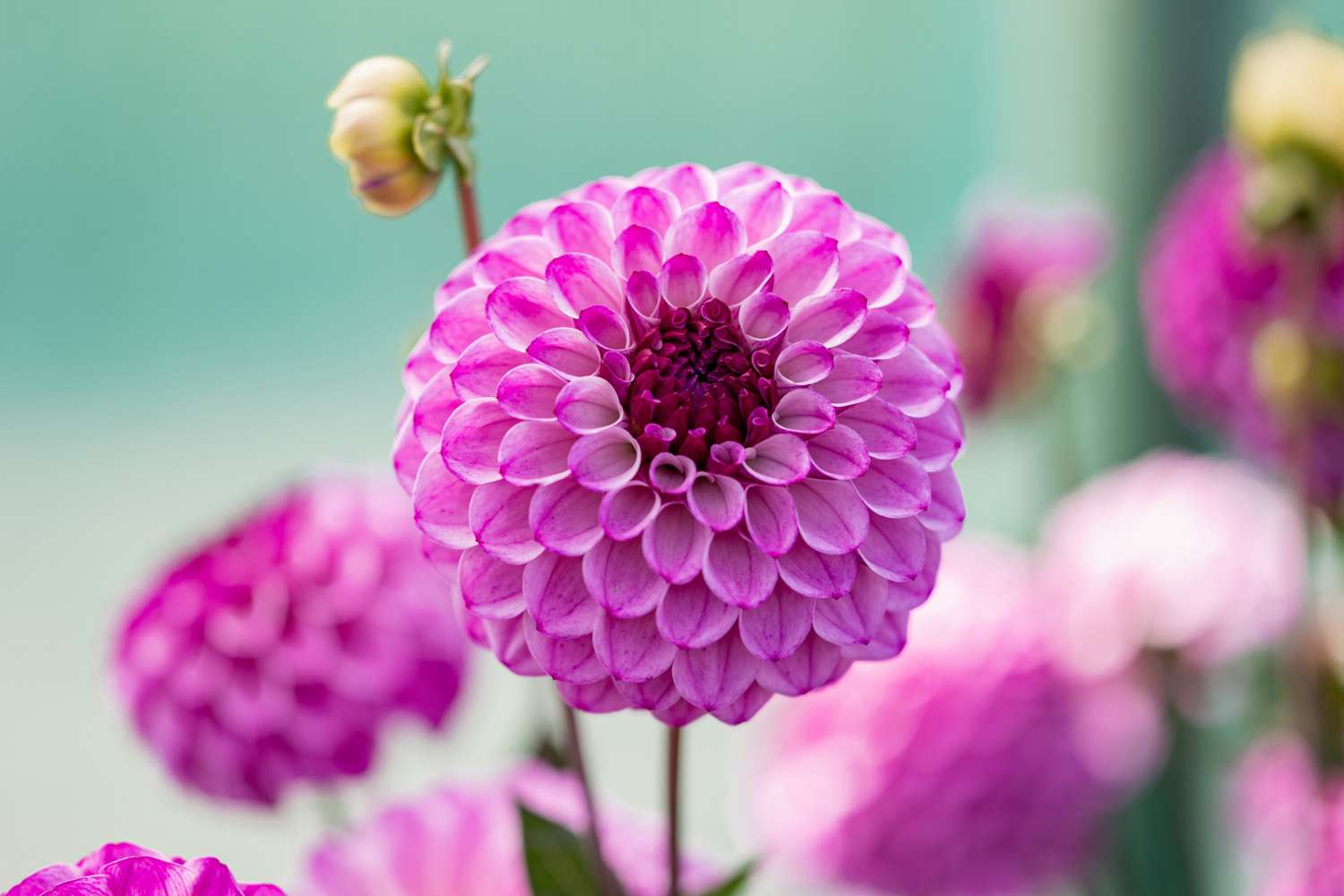 Dahlie 'Columbus'